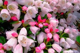 茶岩顶赏花记